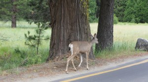 Yosemite NP